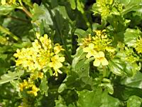 Barbarea vulgaris (fam Cruciferes) (Europe, Asie temperee) (3) (Photo F. Mrugala)